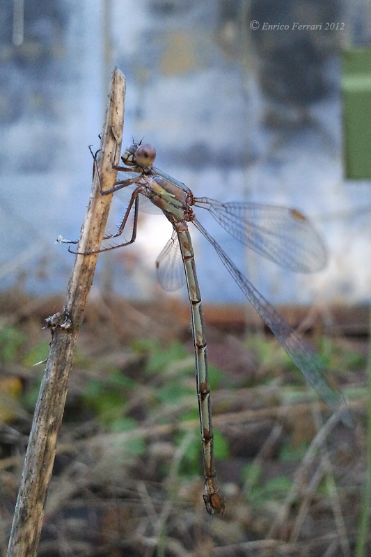 Chalcolestes viridis o parvidens, femmina